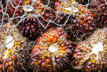 Bunch of harvested palm oil fruit