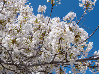 Cherry blossoms in the park in spring