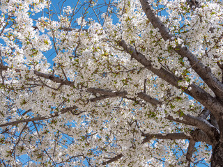 Cherry blossoms in the park in spring