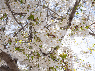 Cherry blossoms in the park in spring