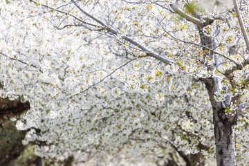 Cherry blossoms in the park in spring