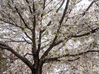 Cherry blossoms in the park in spring