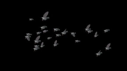 A flock of homing pigeons black cormorants fly, Fly agaric birds in flight in spring. birds wings flying in the dark. Flock of pigeons flying over homing bird sanctuary livia in summer.