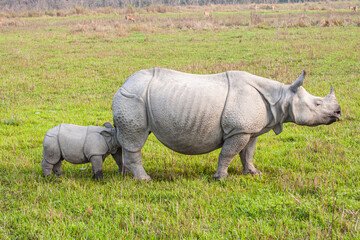 Greater one-horned Rhinoceros mom and her calf graze on the grasslands of Kaziranga, India	
