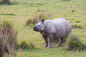 Obraz premium Greater one-horned Rhino in the elephant grass in Kaziranga, India