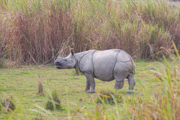 Greater one-horned Rhino in the elephant grass in Kaziranga, India