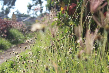 in the morning see the weeds in the park