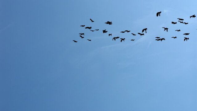 Environmentally friendly nature. A large flock of flying birds in the sky Loop Background. Bird swarm flies over the lake in the park in summer at sunset. Many birds fly together in the evening.