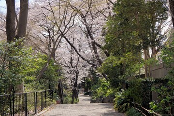 .......御殿山の桜