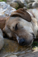 Obraz premium Retrato de cara de perro durmiendo