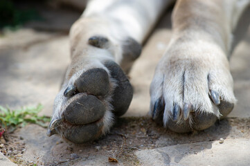 Pies de perro, uno mostrando almohadillas, el otro las uñas
