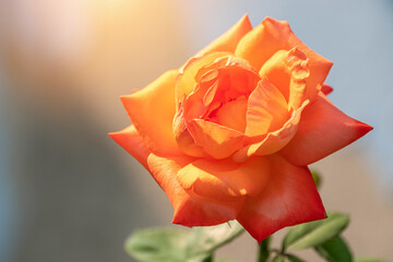 Beautiful Orange Rose in garden at winter or spring day. Beautiful Rose for postcard beauty and agriculture design, on sun light nature blur background, macro, selective focus point