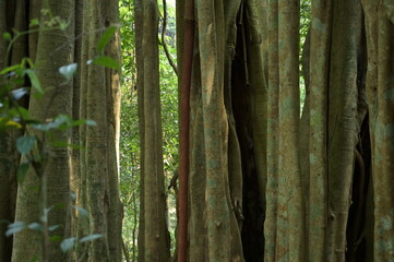 banyan tree in the forest