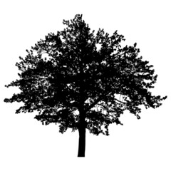 Silhouette of tree - obrazy, fototapety, plakaty
