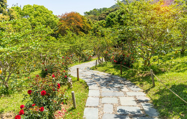 path leading through a flower garden