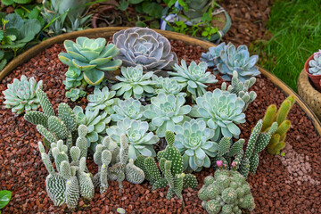 Miniature succulent plants (succulent cactus) at the garden