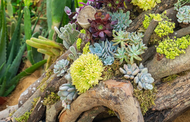 Miniature succulent plants (succulent cactus) at the garden