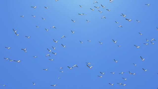 Large group of brown pelicans flying in formation Loop Animation background. Birds watching on urban terrace. Flock of birds in carrier. World wildlife day outdoor. Ornithology birdwatching concept.