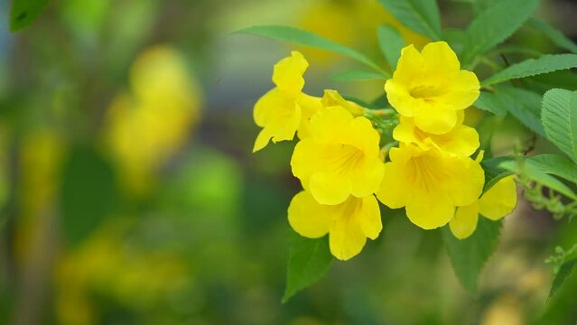 The yellow flowers in Thailand are called Urai flowers.