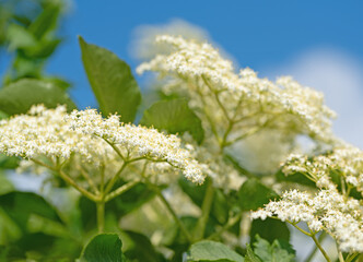 Blühender Holunder, Sambucus nigra, im Frühling