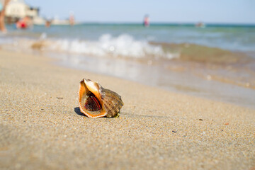 The shell of a snail on the Black Sea coast during the beach season. Tourists having a rest in the background. Vacation