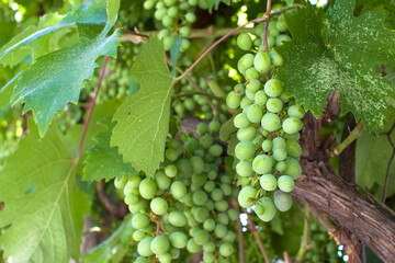 Bunches of grapes on the plantation of the winery. Ripening period.