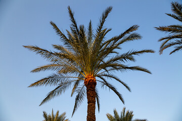 Palm Tree with Green Leaves against the Sky in Sharm el-Sheikh, Egypt