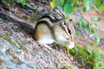 Naklejka na ściany i meble Funny chipmunk eats bread. Forest rodent in its natural environment.
