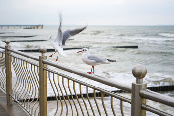 Seagulls on the embankment fence against sea backgorund