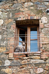 Inside old town walls in medieval fortress town on hilltop Monteriggione in Tuscany, Italy, cat at window