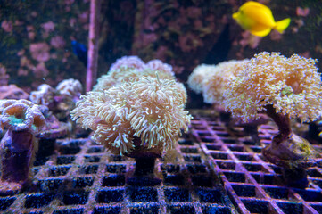 Cultivation of different corals on underwater coral farm