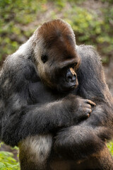 Gorilla herbivorous, great black ape inhabit tropical forests of equatorial Africa