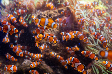 Sea aquarium with salt water and differenet colorful coral reef fish, Amphiprioninae Clownfish