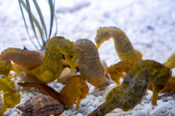 Seahorse small marine fish in genus Hippocampus in sea aquarium with salted water