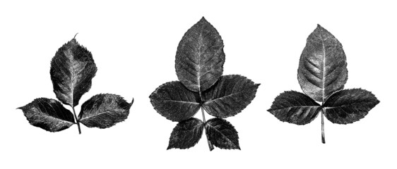 nature set of black grain leaves silhouettes on an isolated white background