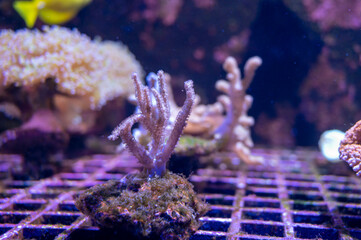 Cultivation of different corals on underwater coral farm