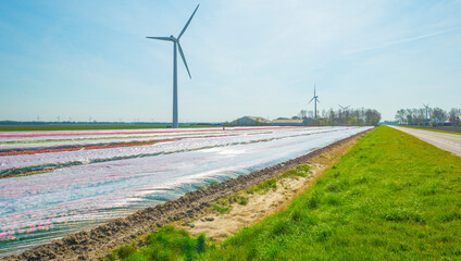 Colorful flowers covered in a plastic sheeting in an agricultural field in sunlight below a blue sky in springtime, Almere, Flevoland, The Netherlands, April 11, 2022