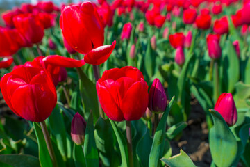 Colorful flowers in an agricultural field in sunlight below a blue sky in springtime, Almere, Flevoland, The Netherlands, April 11, 2022
