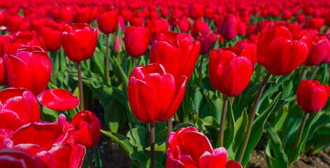 Colorful flowers in an agricultural field in sunlight below a blue sky in springtime, Almere, Flevoland, The Netherlands, April 11, 2022
