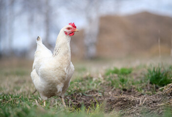 White chicken on a green background. The bird grazes on the grass. 