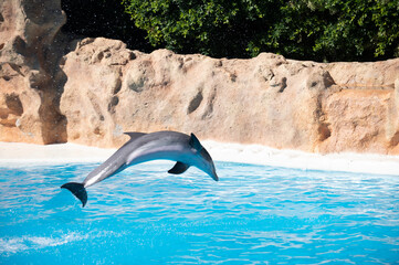 Fototapeta premium Trained dolphins perform in blue pool in front of tourists at water show