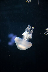 Obraz na płótnie Canvas Aurelia aurita common jellyfish or moon, saucer jelly