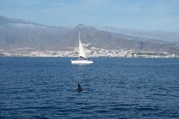 Whales watching from boat, spotted family of whales near coast of Tenerife, Canary islands, Spain