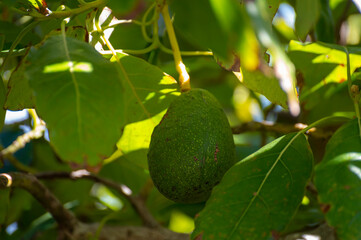 Ripe green avocado fruit hanging on tree