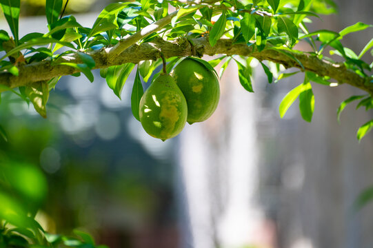 Green fruits hanging on Crescentia cujete or calabash tree in tropical garden