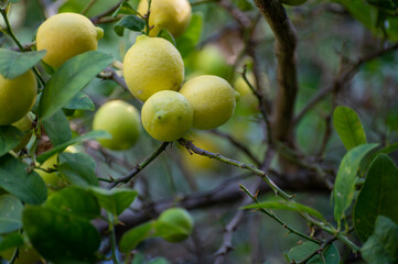 Ripe yellow lemons citrus fruits hanging on tree