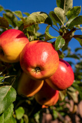 Big ripe red braeburn apples hanging on tree ready to harvest