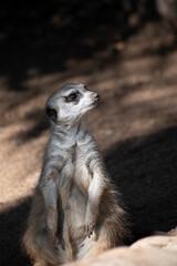 Fototapeta premium Meerkat Suricata suricatta or suricate animal, small mongoose from southern Africa