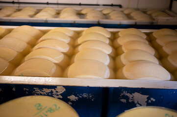 Process of making parmigiano-reggiano parmesan cheese on small cheese farm in Parma, Italy, wheels...