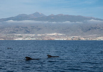 Naklejka premium Whales watching from boat, spotted family of whales near coast of Tenerife, Canary islands, Spain